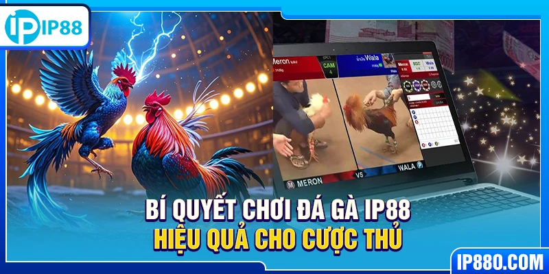 Bí quyết chơi đá gà IP88 hiệu quả cho cược thủ