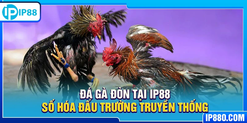 Đá gà đòn tại IP88 số hóa đấu trường truyền thống