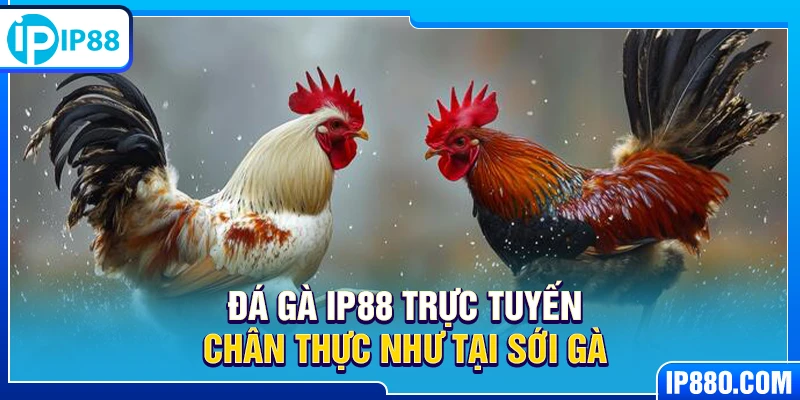 Đá gà IP88 trực tuyến chân thực như tại sới gà