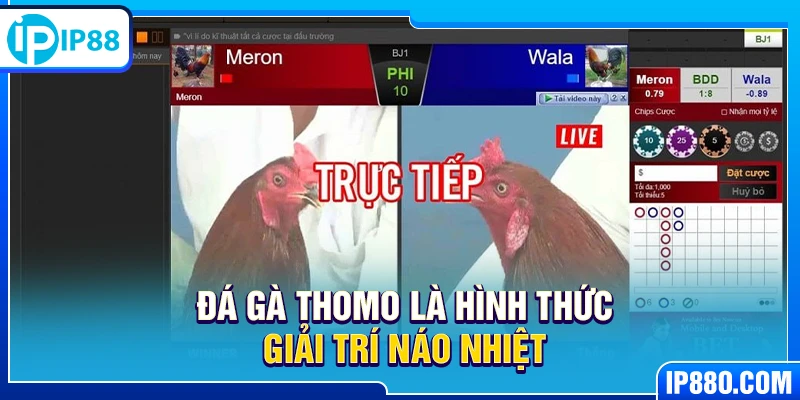 Đá gà Thomo là hình thức giải trí náo nhiệt