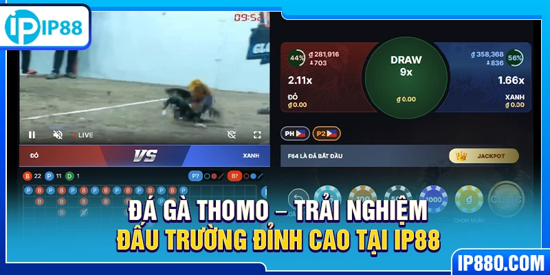 Đá gà Thomo