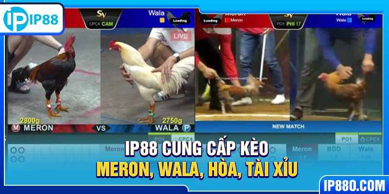 IP88 cung cấp kèo Meron, Wala, Hòa, Tài Xỉu