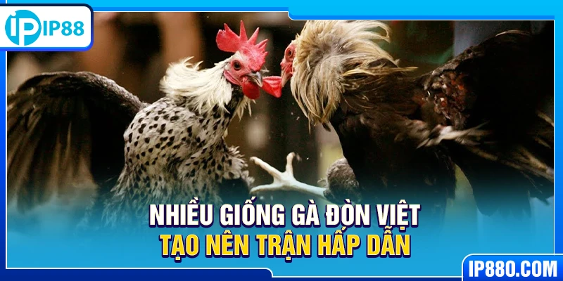 Nhiều giống gà đòn Việt tạo nên trận hấp dẫn