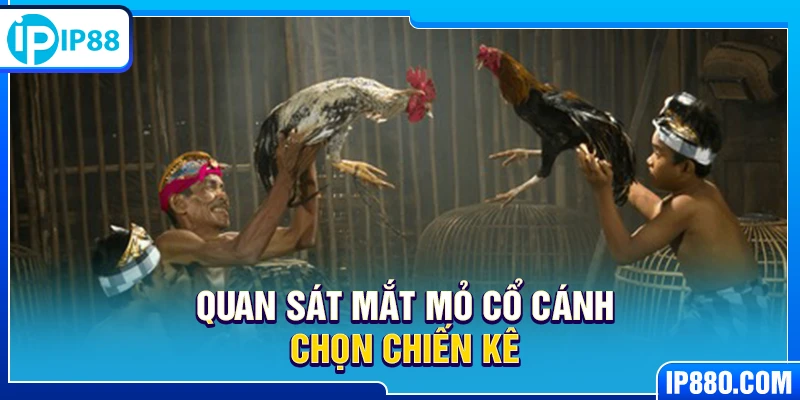 Quan sát mắt mỏ cổ cánh chọn chiến kê